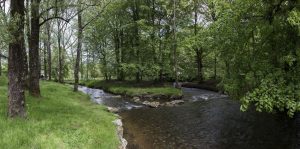 rivière ruisseau arbre