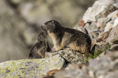 Marmottes 1
