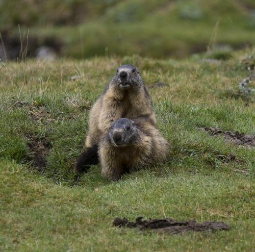 Marmottes 2